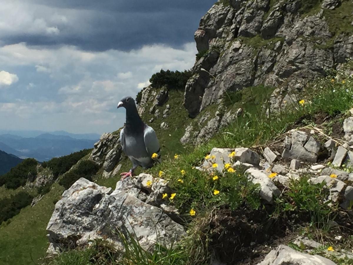 Drevenica Vanesa Terchová Exteriér fotografie